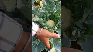 Rooftop farming organic vegetableslow cost farming farming ideas shortsshortvideo shortsfeed [upl. by Atiuqehc]