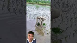 Planting and harvesting rice after 100 years [upl. by Conal294]