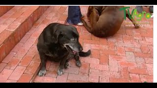 Síntomas de la Displasia de Cadera en Perros Labradores  TvAgro por Juan Gonzalo Angel [upl. by Airdnalahs]