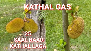 Kathal Gas  Kathal Gaser Kolom  Kathal Gaser Jotno [upl. by Nostets]