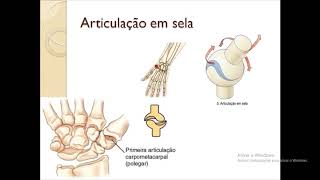 articulações sinoviais [upl. by Rosita]