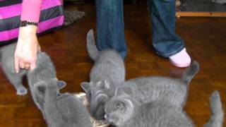 12 week old kittens enjoying their dinner [upl. by Dasya]