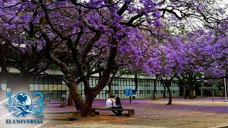 Jacarandas regalo de un inmigrante japonés [upl. by Aneev122]