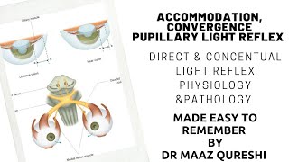 How can Eye Focus on Near Objects  Accomodation Convergance Pupillary Iight Reflex  Physiology Eye [upl. by Crowe275]