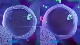 Extracellular vs Intracellular Ag origin in Lysosome [upl. by Parrnell190]