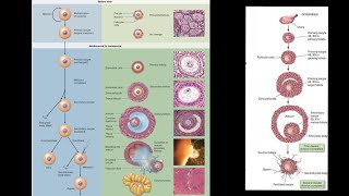 General Embryology  Oogenesis  NDVSU  1st Year ANATOMY Lecture [upl. by Atinaej]