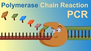 HOW TO DO POLYMERASE CHAIN REACTION PCR [upl. by Aniles470]