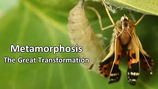 Metamorphosis  The Great Transformation [upl. by Enitsrik899]