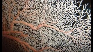 Abanico de Mar Gorgonia flabellum Sea fan [upl. by Zurkow753]