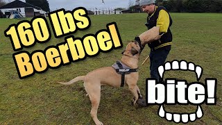 Drax Protection Dog 160lbs Boerboel protection training [upl. by Amberly15]