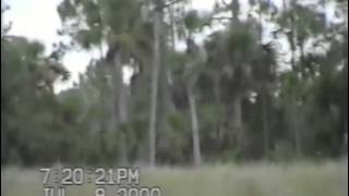 Dave Shealys 2000 Skunk Ape Footage [upl. by Mehsah]