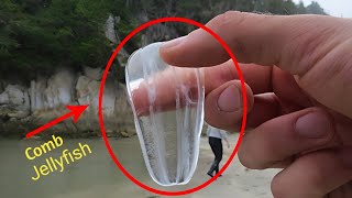 Ctenophora  Comb Jelly Bioluminescent Comb Jellyfish  Full HD 1080p [upl. by Tsew26]