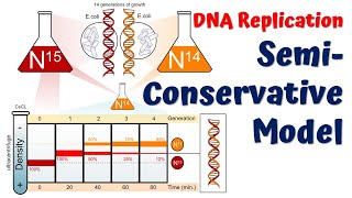 SemiConservative DNA Replication Meselson and Stahl Experiment [upl. by Attenhoj]