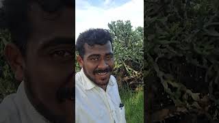 tamiltrending ownvoice tamilsong ilayarajahits ilayarajasongs [upl. by Alcott258]