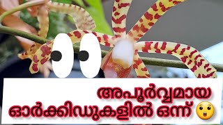 Arachnis Maggie Oei  spider orchid flower 🕷 🕸 orchid itsmeshruthy pleasesubscribe [upl. by Indyc]