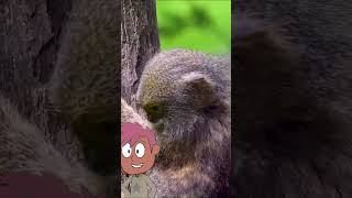 Meet the Adorable Pygmy Marmoset Monkey [upl. by Kaylyn505]