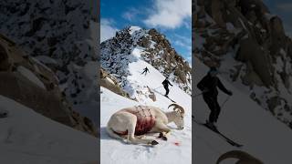 Kind Skier Rescues Seriously Injured Horned Sheep [upl. by Anerdna]