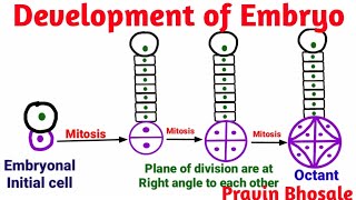 Embryogenesis  Development of Embryo Plants  Pravin Bhosale [upl. by Melton]