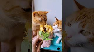 😻 Como fazer brinquedo de gato em 5 segundos Diversão garantida comofazer diy gatos [upl. by Nawaj]