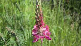 Sainfoin  Esparsetten [upl. by Giddings]