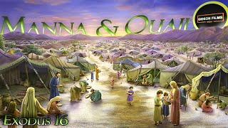 Manna and Quail  Exodus 16  Moses  Aaron  God gave Manna to Israelites in the Wilderness desert [upl. by Shena636]