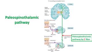 Pain2a Paleospinothalamic Pathway [upl. by Orhtej]