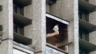 20240906 Peregrine Falcon MetLIfe Building [upl. by Mmada151]