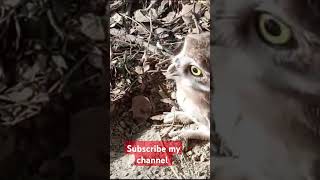 owl birds owlsounds subscribe video virel [upl. by Ardnekan525]