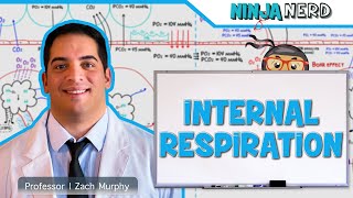 Respiratory  Internal Respiration [upl. by Queston]