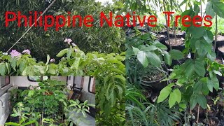 my Philippine Native Trees [upl. by Tracee]