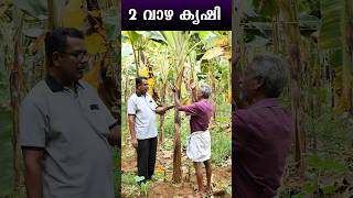 👍 2 വാഴ കൃഷി 👍  Twins Plantain Farming  kullanvazha plantainfarming mannavlog farming [upl. by Gavra]