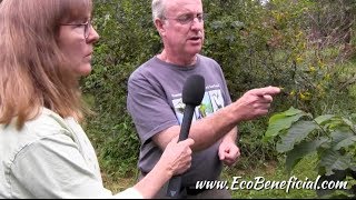 EcoBeneficial Interview Doug Tallamy in His Garden on Pawpaw Asimina triloba [upl. by Annayhs]