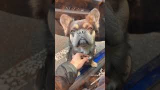 This is so extra ⚡️ dog bulldog funny fyp frenchbulldog cute pets dog dogs animals [upl. by Salhcin]