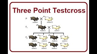 Three Point Testcross  Genetic Mapping  2024 [upl. by Barri923]