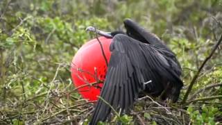 Frigate bird mating call [upl. by Lipski1]