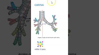 Anatomy Thorax 275 Carina lung trachea primary bronchi angle viva [upl. by Ilrebma985]