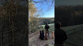 slingley gundogs Gunners first day out with the boys pheasantshooting labradorretriever [upl. by Hayilaa669]