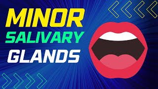 MINOR SALIVARY GLANDS EXPLAINED [upl. by Azilem351]