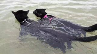 Adorable cats swimming together for the first time [upl. by Zack806]