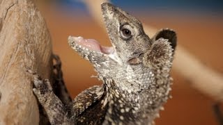 5 Cool Facts about Frilled Dragons  Pet Reptiles [upl. by Kcirdneked]