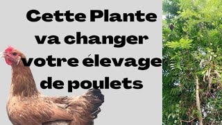 Voici la Plante Qui Sauve dans lÉlevage de Poulets rediffusion [upl. by Kelsy]