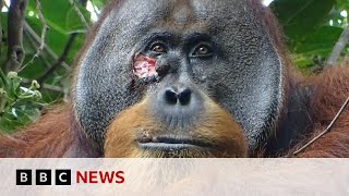 Wounded wild orangutan seen using plant as medicine  BBC News [upl. by Mattie]