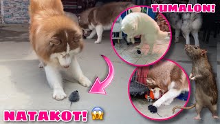 Rat Prank On Our Siberian Huskies  NATAKOT SILA  Husky Pack TV [upl. by Nylyram]