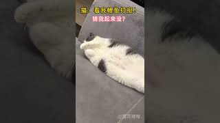 猫：看我鲤鱼打挺！最后：我尽力了…cat healing cutecat funny shorts [upl. by Zolly]