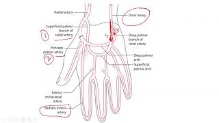 SUPERFICIAL PALMAR ARCH [upl. by Garlinda642]