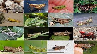 Types of grasshoppers  Different types of grasshoppers species [upl. by Enomes]