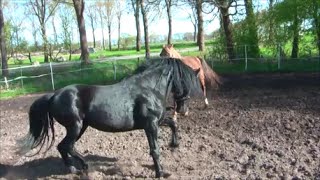 Natürliche Anpaarung Rocky Mountain Horse Hengst und Stute Love between Mare and Stallion [upl. by Kellene167]