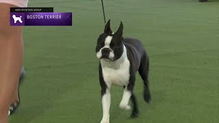 Boston Terriers  Breed Judging 2023 [upl. by Yrot]