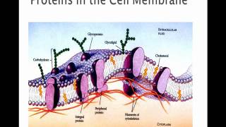 The Cell Membrane [upl. by Arihsay]