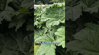 Magnificent Gunnera Manicata Banned in the UK [upl. by Zetnas616]